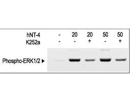 Recombinant human Neurotrophin-4 (NT-4) protein