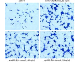 Recombinant human proNGF (cleavage resistant) protein