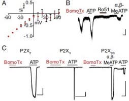 BomoTx Toxin
