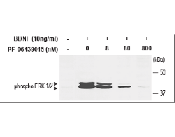 PF-06439015
