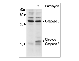 Puromycin