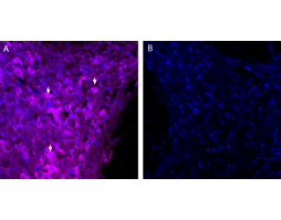 Rabbit IgG Isotype Control-ATTO Fluor-633
