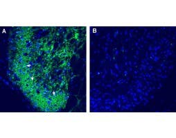 Rabbit IgG Isotype Control-ATTO Fluor-488