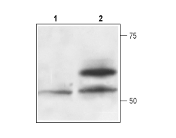 Recombinant human Artemin protein