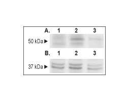 Human GFRα1-Fc Chimera