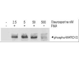 Staurosporine