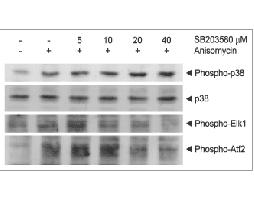 SB 203580