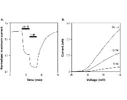 Agitoxin-1