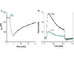 AmmTx3 Toxin