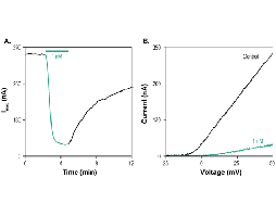 Agitoxin-2