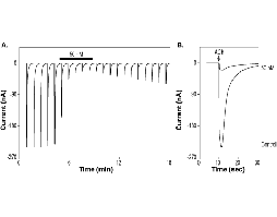 α-Conotoxin EIIB