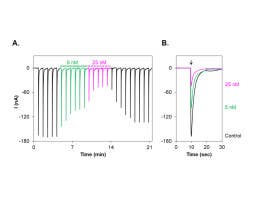 αA-Conotoxin PIVA