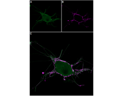 Osu1 Toxin-ATTO Fluor-647N