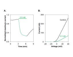 Kaliotoxin-1