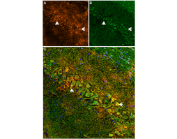 MmTx1 Toxin-ATTO Fluor-488