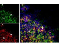 MmTx1 Toxin-ATTO Fluor-488