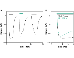 MmTx1 Toxin