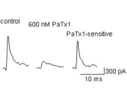 Phrixotoxin-1