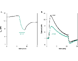 Phrixotoxin-2