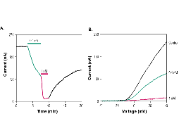 ShK (Stichodactyla Toxin)