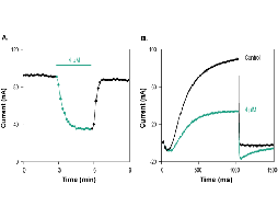 SsTx Toxin