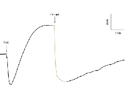 Tamapin