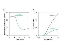 Vm24 Toxin