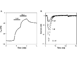 (Rac)-TTA-P2