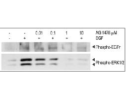 Tyrphostin AG 1478