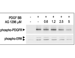 Tyrphostin AG 1296