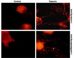 Taipoxin
