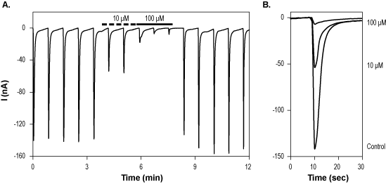 D-AP5