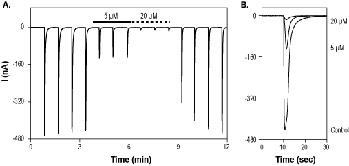 5,7-Dichlorokynurenic acid