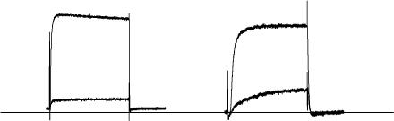 α-Dendrotoxin