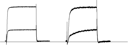 β-Dendrotoxin