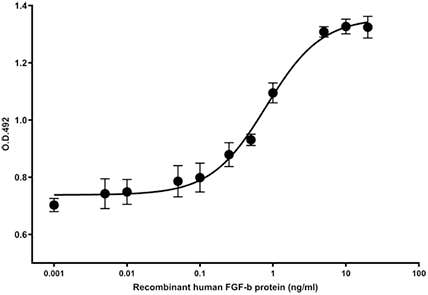 Recombinant human FGF-b protein