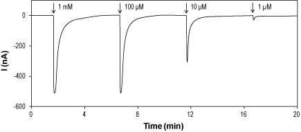 γ-Aminobutyric acid