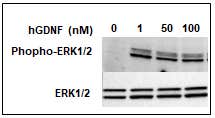 human GDNF-Biotin