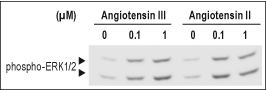 Angiotensin III