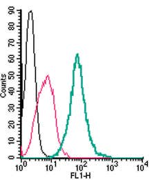 Anti-GPR55 (extracellular)-FITC Antibody