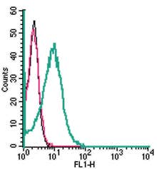 Anti-Human ASCT2/SLC1A5 (extracellular) Antibody