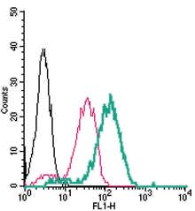 Anti-Human CX3CR1 (extracellular)-FITC Antibody