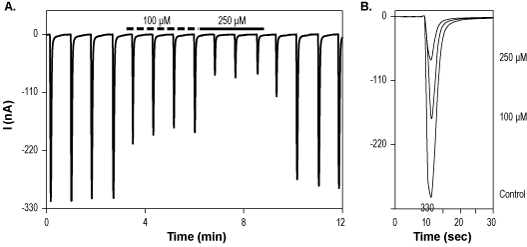 Kynurenic acid
