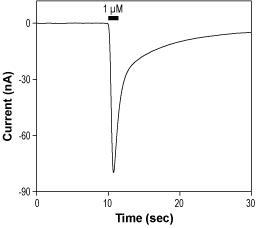 Kainic acid monohydrate