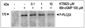 KT5823
