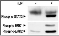 Recombinant human LIF protein