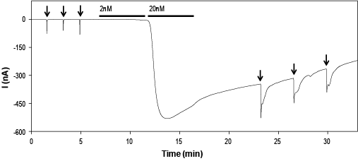 MitTx Toxin