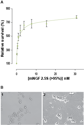 Native mouse NGF 2.5S protein (>95%)
