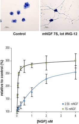 Native mouse NGF 7S protein