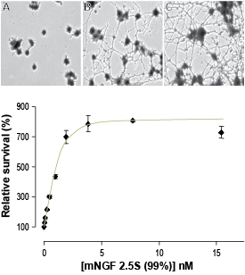 Native mouse NGF 2.5S protein (99%)